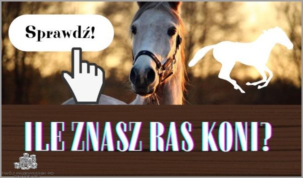 112 Kw - Ile To Koni? Sprawdź!