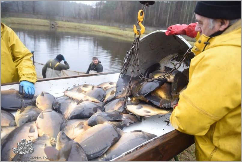 Karp Za Kg - Niesamowite Ceny!