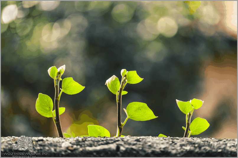 Sprawdź Wyniki Testu Gallupa Online!