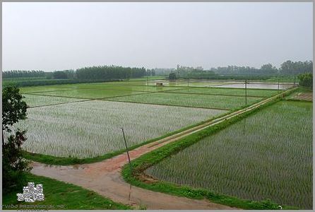 Zielona Rewolucja w Caffe Nero Warszawa!
