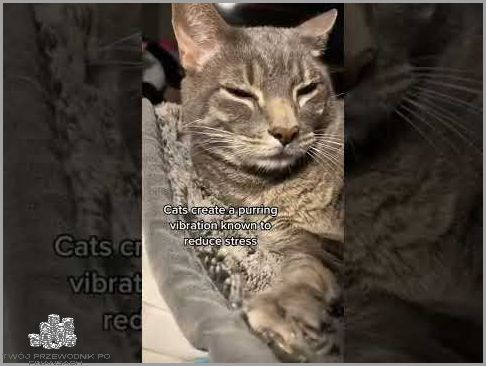 Jakie Jest Dzisiaj Święto? Sprawdź i Uciesz się!