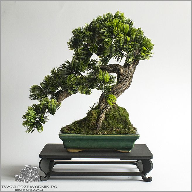 Drzewko Bonsai Żywe - Sprawdź Cenę!
