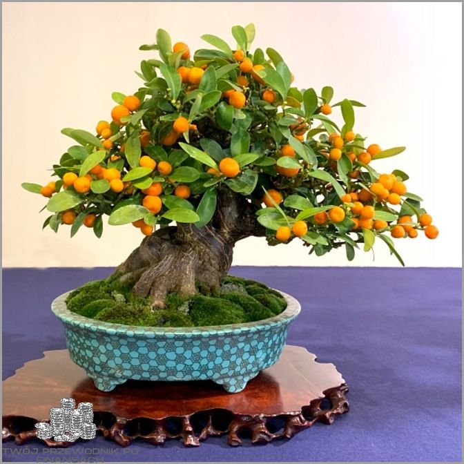 Drzewko Bonsai Żywe - Sprawdź Cenę!