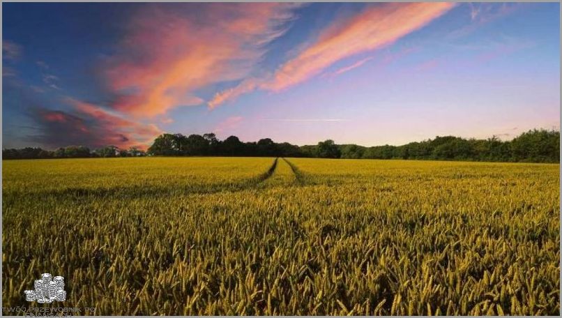 Ile Kosztuje Hektar Ziemi? Czy Cię to Zaskoczy?