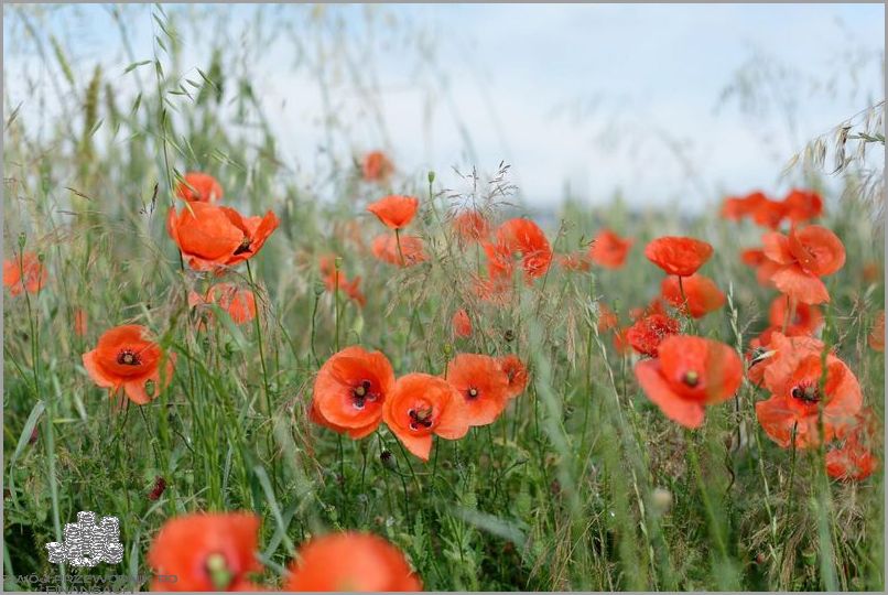 Ile Kosztuje Hektar Ziemi? Czy Cię to Zaskoczy?
