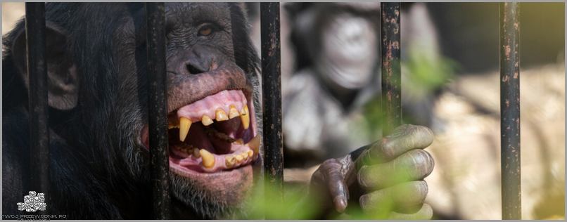 Zaskoczenie: Małpia Ospa Jak Wygląda!