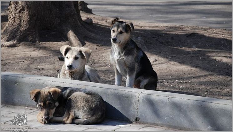 20 Mln Rubli na Ile to się Złoży?!.