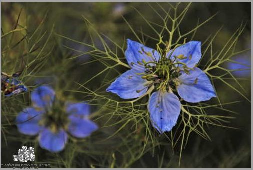 Forum: Olej Cbd - Pytania i Odpowiedzi!