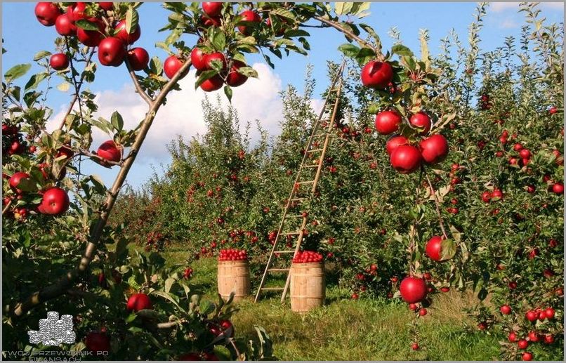 Sensacja: Pampersy po najniższej cenie!