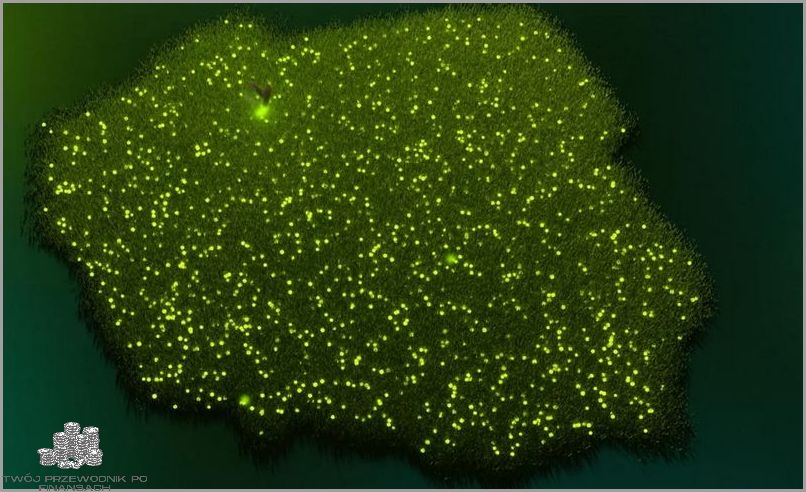 Mapa Allegro One Box - czy jej posiadasz?