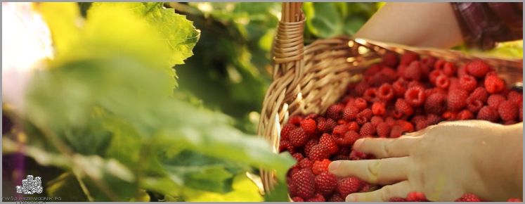 Oferty Pracy Herbapol Wadowice - Nie Przegap!