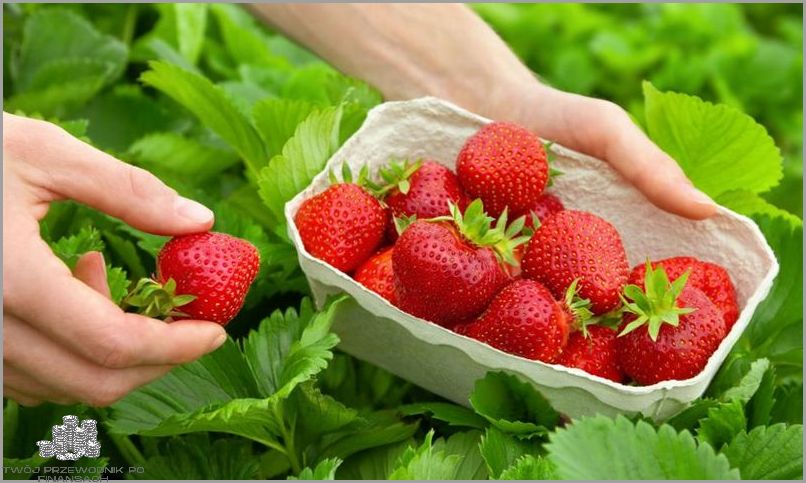 1200 Zł Dla Ukraińca - Sprawdź, Jak Złożyć Wniosek!