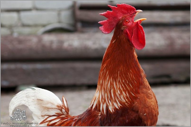 Mandat za zakłócanie ciszy nocnej - Niespodzianka!