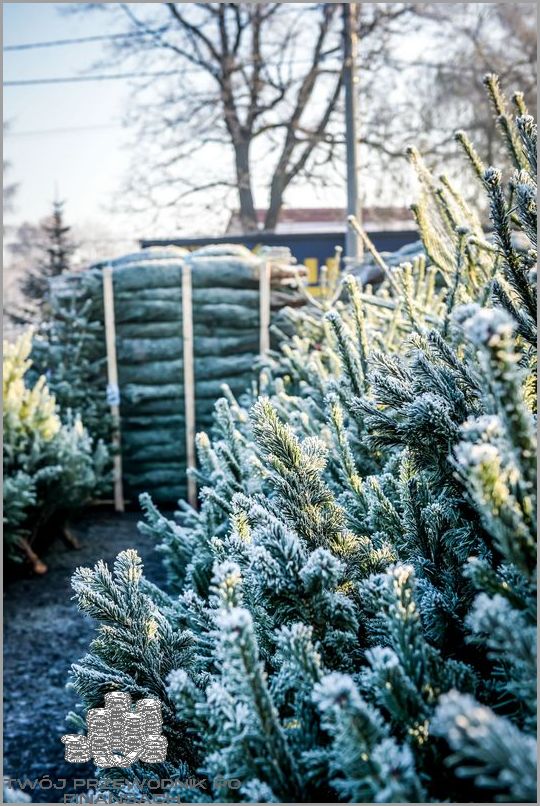 Mieszkania Na Sprzedaż Rybnik: Nie Przegap Okazji!
